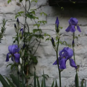  Frühstückspension Les Iris